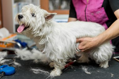 Batı dağlık beyaz korkunç köpek bakım