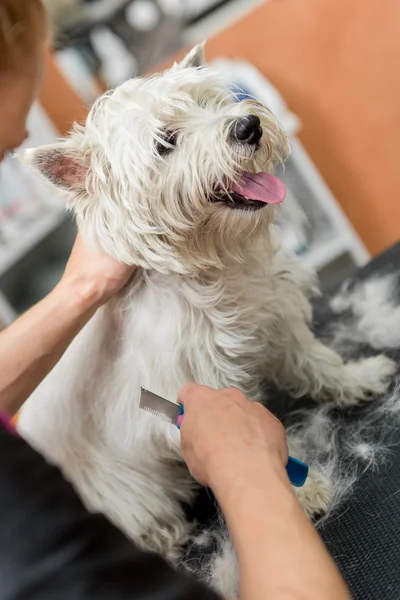 Chien West Highland White Terrier toilettage — Photo