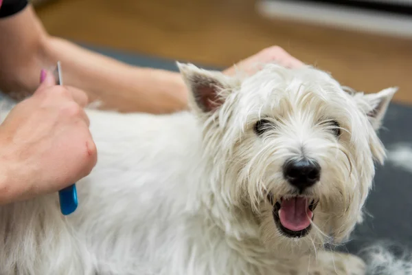 ウエスト ・ ハイランド ・ ホワイト ・ テリアの犬の毛づくろい — ストック写真