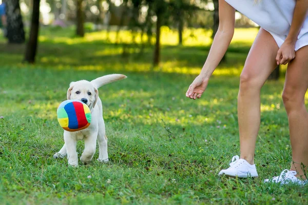 Perro caminando con una chica — Foto de Stock