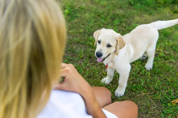 Hund promenader med en tjej — Stockfoto