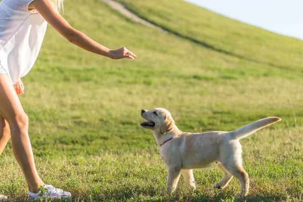 Hund promenader med en tjej — Stockfoto