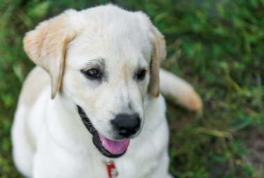 Köpek parkta yürüyor.
