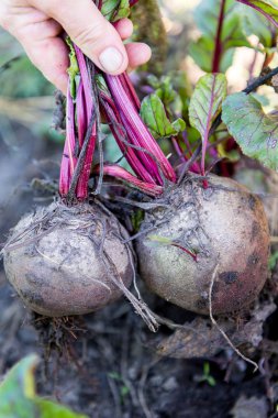 Sonbaharda hasat pancar