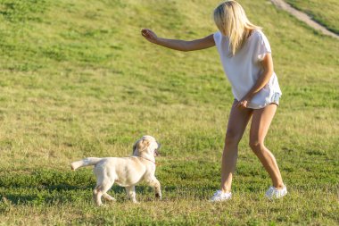 Bir köpek yavrusu labrador ile oynarken güzel kız.