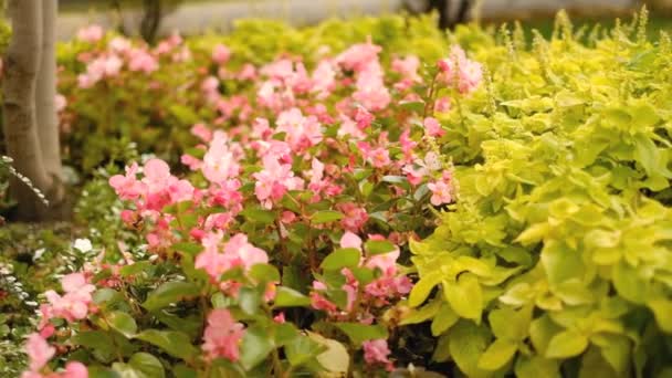 Ανθισμένη Ροζ Μπιγκόνια Στο Φθινοπωρινό Πάρκο Πάρκο Begonia Λουλούδια Φθινόπωρο — Αρχείο Βίντεο