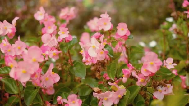 Bloeiende Roze Begonia Het Herfstpark Park Begonia Bloemen Herfst — Stockvideo