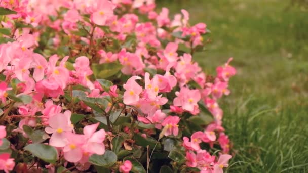 Цветущая Розовая Бегония Осеннем Парке Парк Бегония Цветы Осенью — стоковое видео