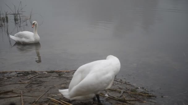 Un hermoso cisne blanco limpia plumas en la orilla de un lago brumoso en una mañana de otoño. — Vídeos de Stock