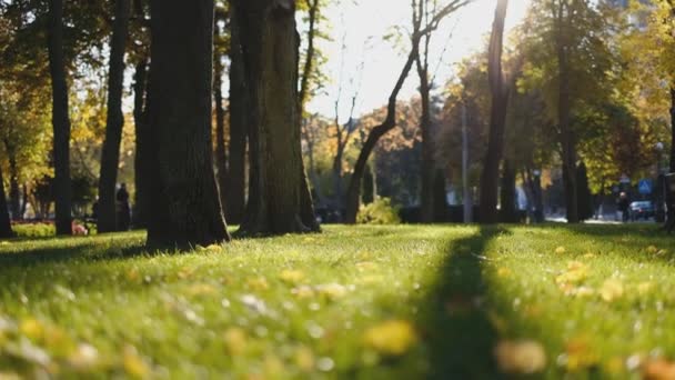 Feuilles jaunes d'automne sur une pelouse verte dans un parc à l'automne. — Video