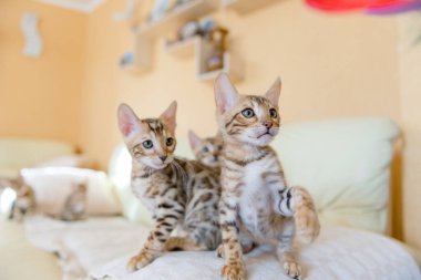Bengal kedileri evdeki kanepede oturuyor.