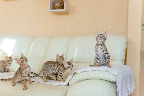 Bengaliska Kattungar Sitter Soffan Huset — Stockfoto