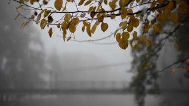 Sonbahar parkı ve sisteki küçük bir nehrin üzerinde bir köprü. Sonbahar sabahı manzarası. Sonbaharda sisli bir sabah.