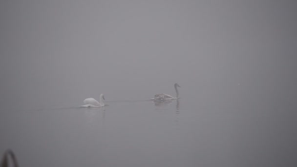 白い白鳥は湖の霧の秋の朝に泳ぐ 霧深い公園の秋の湖 — ストック動画