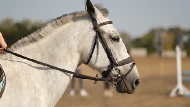 Cavaliere Allena Prima Una Gara Salto Sport Equestre Competizione Salto — Video Stock