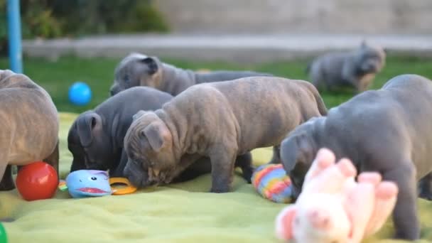 Amerikan Zorba Köpek Yavruları Evin Yakınındaki Bahçede Oynuyorlar — Stok video