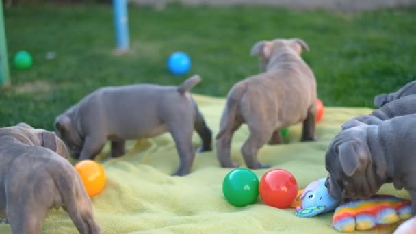 American Bully Κουτάβια Παίζουν Στην Αυλή Κοντά Στο Σπίτι — Αρχείο Βίντεο