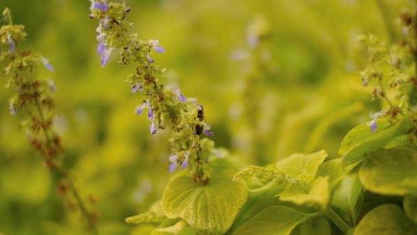Včely Opylují Podzimní Květiny Zahradě — Stock video