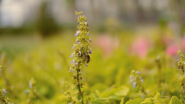 Bijen Bestuiven Herfstbloemen Tuin — Stockvideo