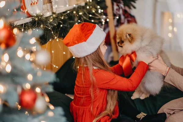 크리스마스 선물로 포메라니안 강아지입니다 귀여운 소녀가 크리스마스 선물로 강아지를 받았습니다 — 스톡 사진