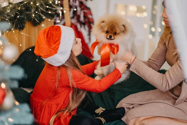 크리스마스 선물로 포메라니안 강아지입니다 귀여운 소녀가 크리스마스 선물로 강아지를 받았습니다 — 스톡 사진