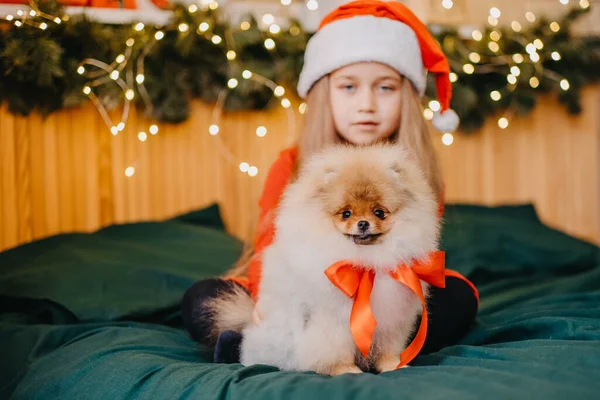 Karácsonyi Ajándék Egy Pomerániai Kiskutyának Egy Aranyos Kislány Kapott Egy — Stock Fotó