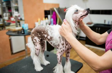 Çin arması yetiştiren köpek yetiştiricisi. Bir köpeğe bakmak. Profesyonel Köpek Bakımı.