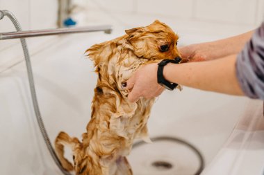 Köpekleri tımar eden Spitz Pomeranya köpeği kulübede. Köpek için profesyonel bakım..