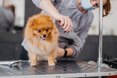 Köpekleri tımar eden Spitz Pomeranya köpeği kulübede. Köpek için profesyonel bakım..
