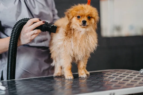 Επαγγελματική Φροντίδα Για Σκύλο Pomeranian Spitz Στο Σαλόνι Καλλωπισμού Επαγγελματική — Φωτογραφία Αρχείου