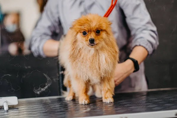 Soins Professionnels Pour Chien Pomeranian Spitz Dans Salon Toilettage Séchage — Photo