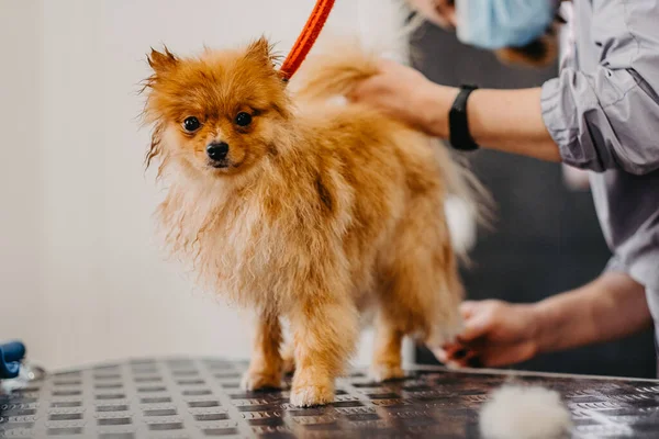Cuidado Profesional Del Perro Pomeranian Spitz Salón Aseo Secado Profesional —  Fotos de Stock