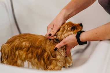 Köpekleri tımar eden Spitz Pomeranya köpeği kulübede. Köpek için profesyonel bakım..