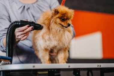 Kuaförde Pomeranian Spitz için profesyonel bakım. Profesyonel köpek kurutma..