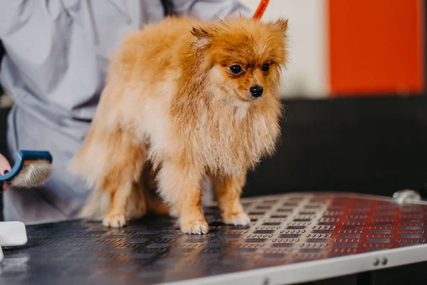 Professionell Vård För Hunden Pommerska Spitz Grooming Salongen Professionell Hundtorkning — Stockfoto