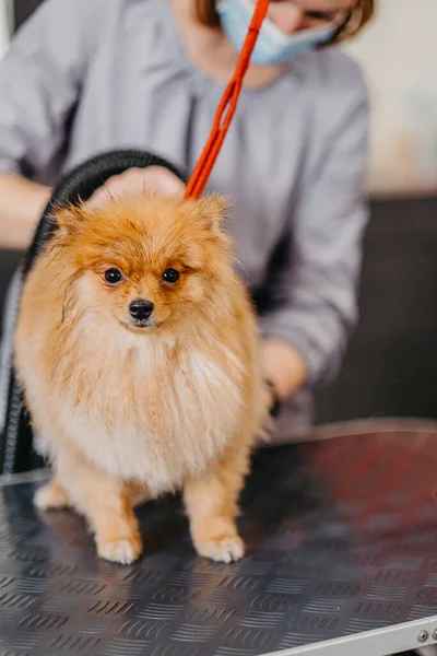 Professionell Vård För Hunden Pommerska Spitz Grooming Salongen Professionell Hundtorkning — Stockfoto