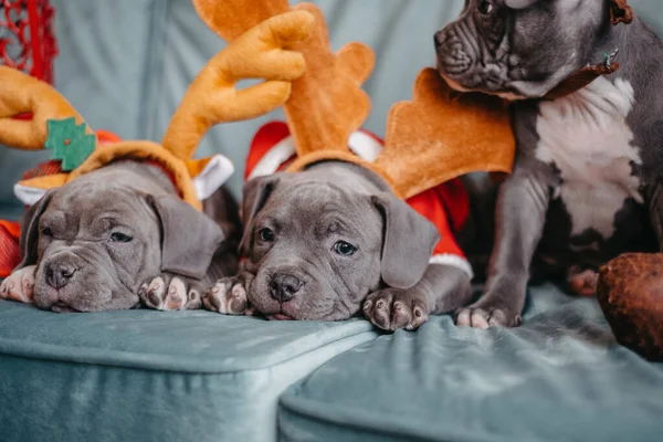 American Bully Cachorros Yacen Sofá Antes Navidad Bully Cachorros Sombreros —  Fotos de Stock