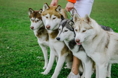 Kadın, köpeğini yürüyüşe çıkarmış..
