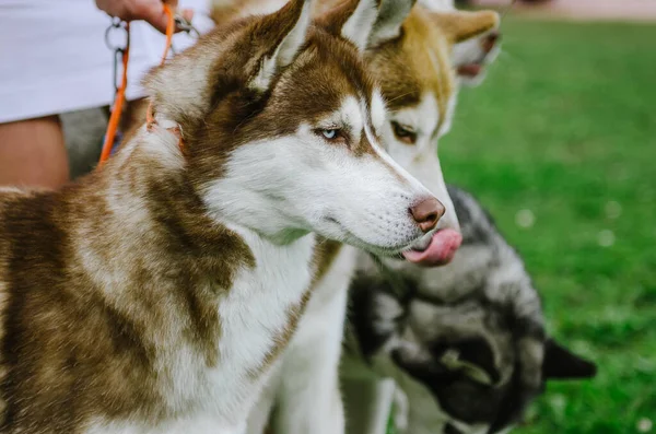 Kadın Köpeğini Yürüyüşe Çıkarmış — Stok fotoğraf