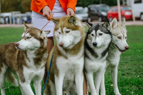 Kadın Köpeğini Yürüyüşe Çıkarmış — Stok fotoğraf