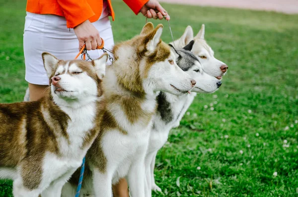 Mulher Trouxe Seus Cães Raça Husky Para Passeio — Fotografia de Stock