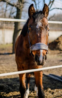 Ahırın yakınındaki bir ağılda duran bir aygır..