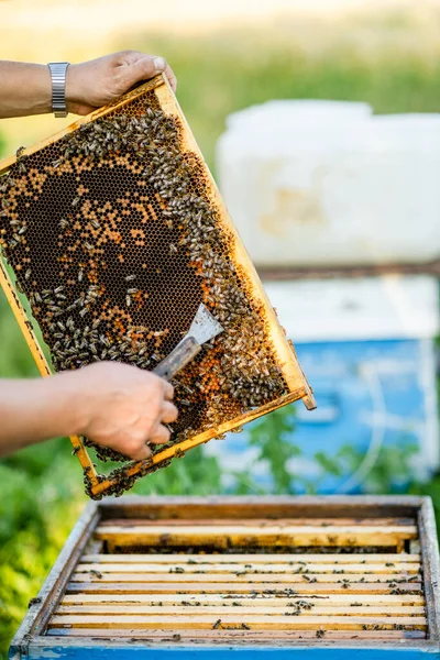 Arı yetiştiricisi kovanı açar, arılar kontrol eder, bal kontrol eder. Arıcı bal peteğini keşfediyor.