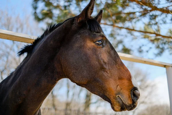 Een Sporthengst Staat Een Kraal Bij Stal — Stockfoto