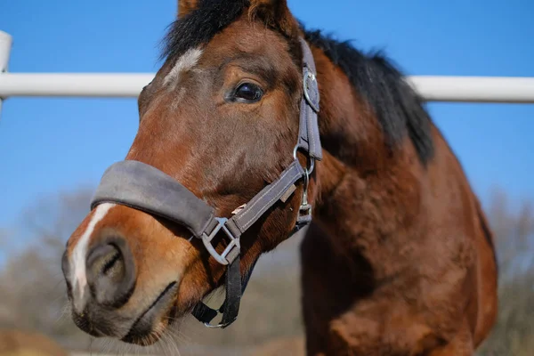 Een Sporthengst Staat Een Kraal Bij Stal — Stockfoto