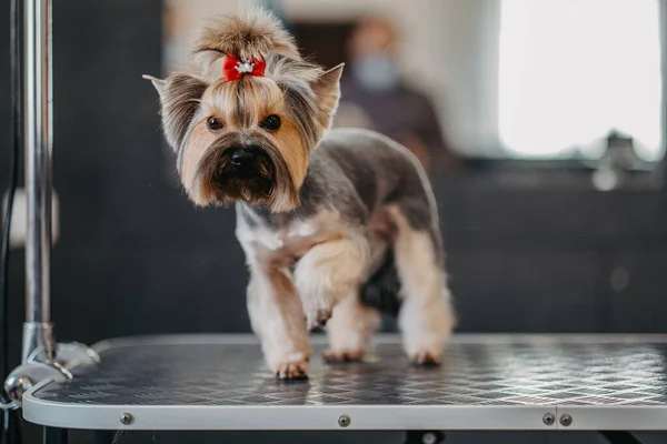 Professional haircut and dog care Yorkshire Terrier in the grooming salon.