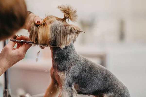 Professional haircut and dog care Yorkshire Terrier in the grooming salon.
