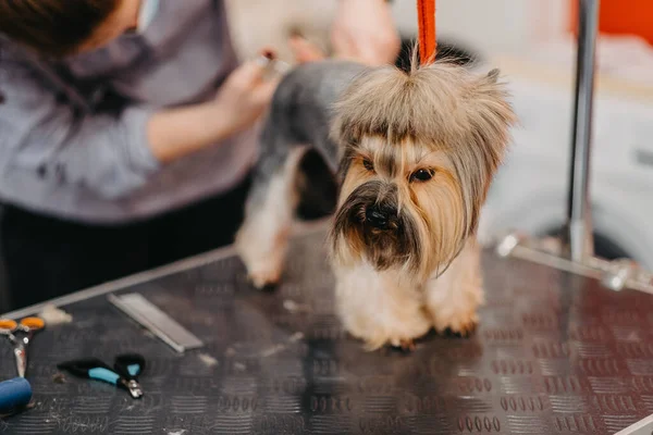 Cheveux professionnels et soins pour chiens Yorkshire Terrier dans le salon de toilettage. — Photo