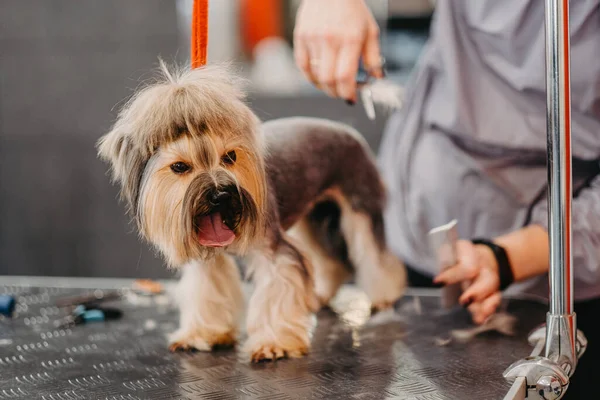 Профессиональная стрижка и уход за собаками Йоркширский терьер в парикмахерской. — стоковое фото