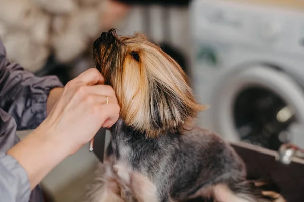 Cuidado profesional de un Yorkshire Terrier en un salón de belleza. — Foto de Stock